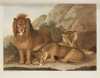 TvB G 1890
<br/>
Leeuw met twee leeuwinnen
<br/>
<em>Lütz, A (XIX)</em>